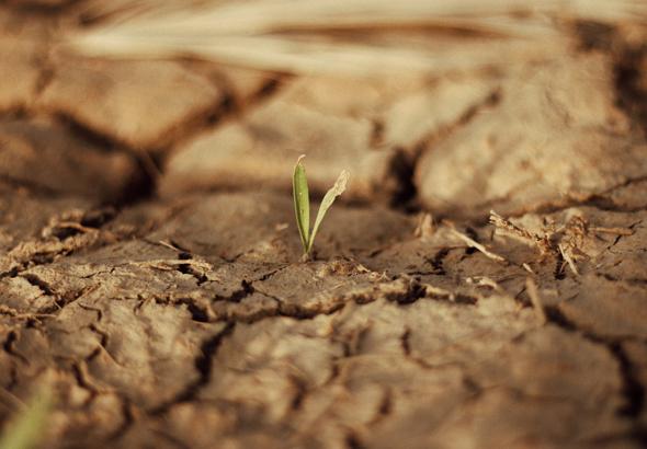 Dry January • Deze planten doen mee!