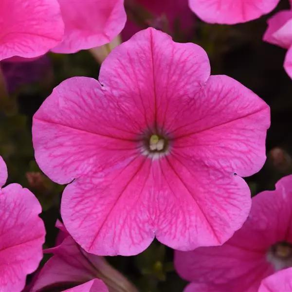 E3 Easy Wave® Pink Cosmo