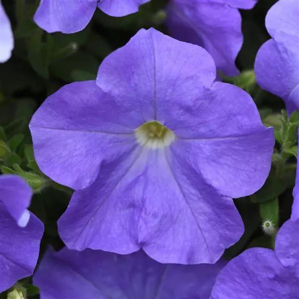 Petunia x hybrida E3 Easy Wave® Sky Blue