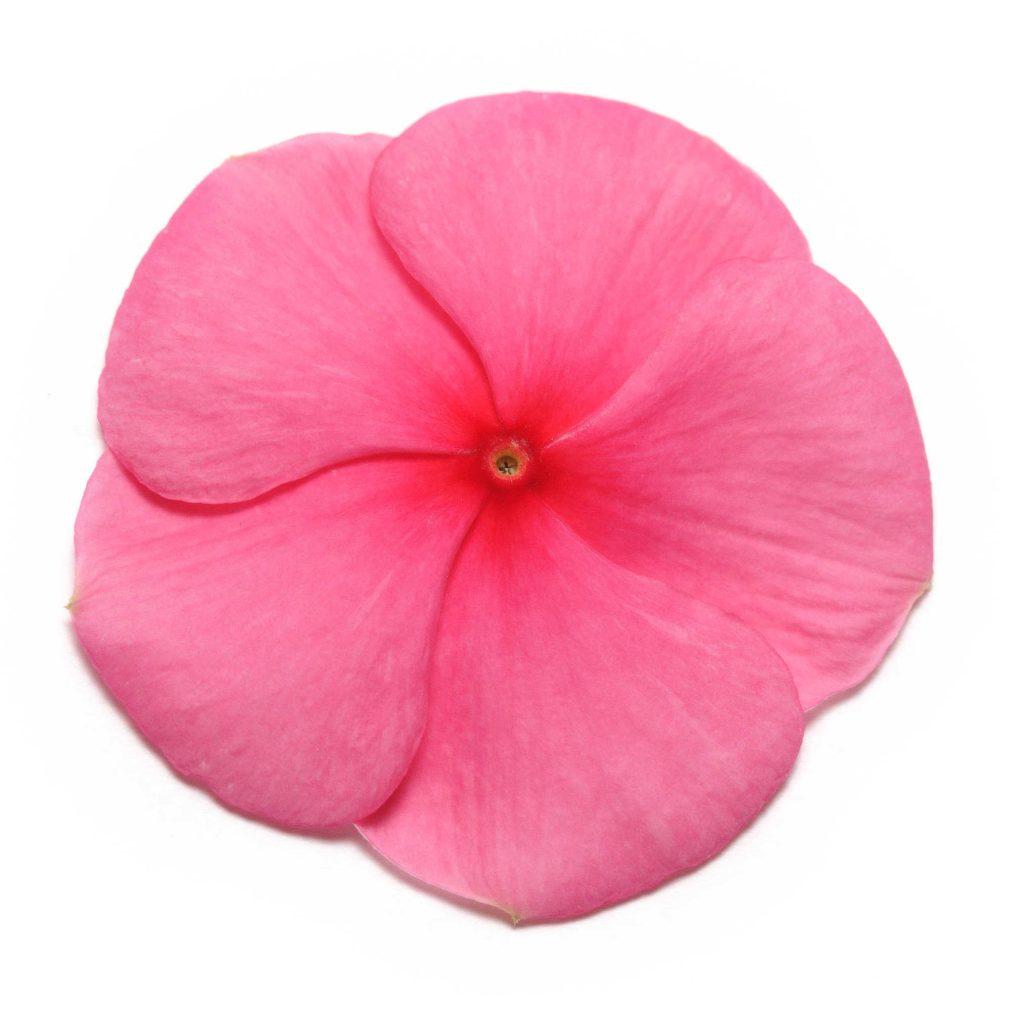 Vinca Pacifica XP Punch