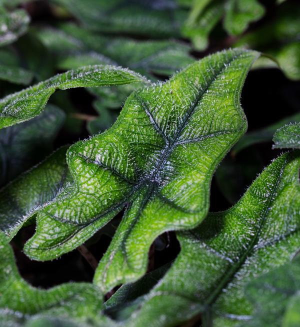 Available immediately: Alocasia young plants