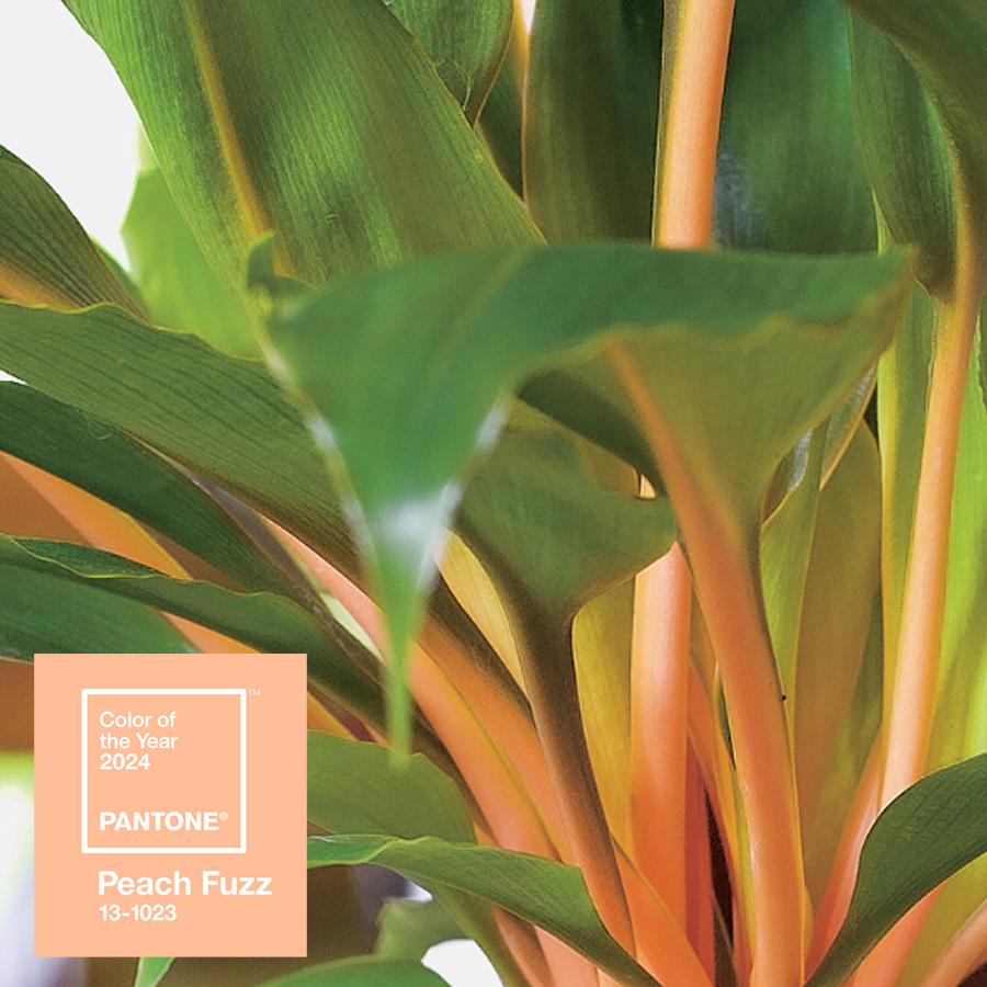 March • Chlorophytum Princess Mabel