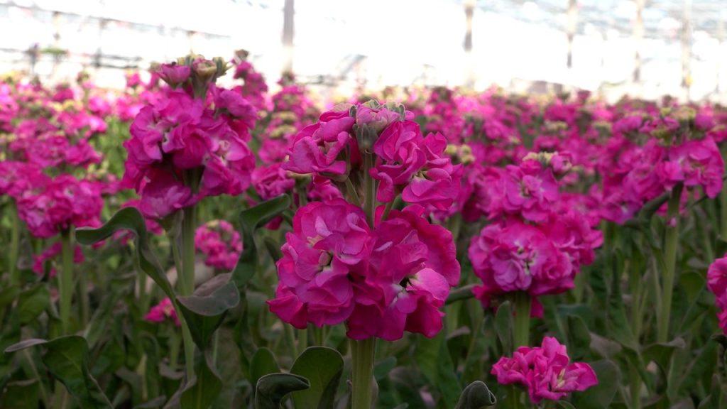 "Bedankt voor de Westlandse bloemen"