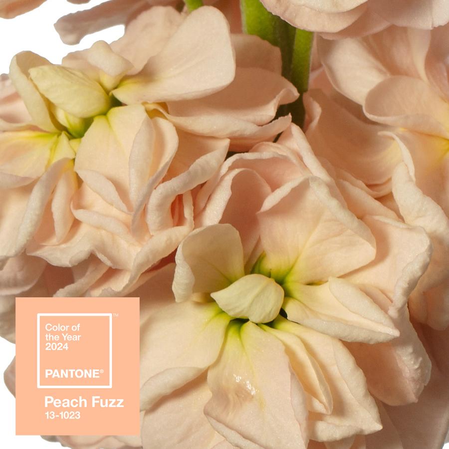 July • Matthiola Milla Salmon