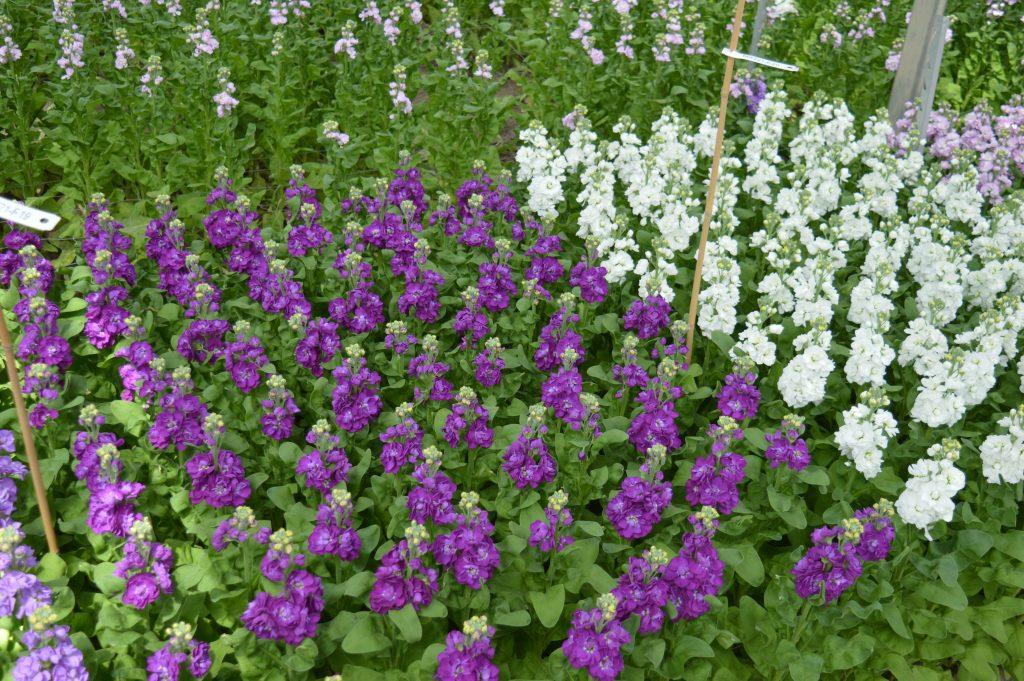 Press release: Evanthia announces broad trials of Antirrhinum and Matthiola