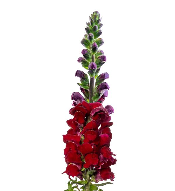 Antirrhinum majus F1 Nantes Velvet 0