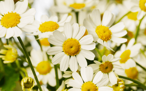 Fris en frivool: enkelbloemige Tanacetum flirt alvast met het voorjaar