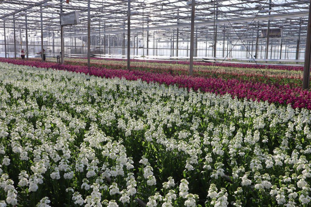 Vacature: Junior Teeltspecialist R&D (fulltime)
