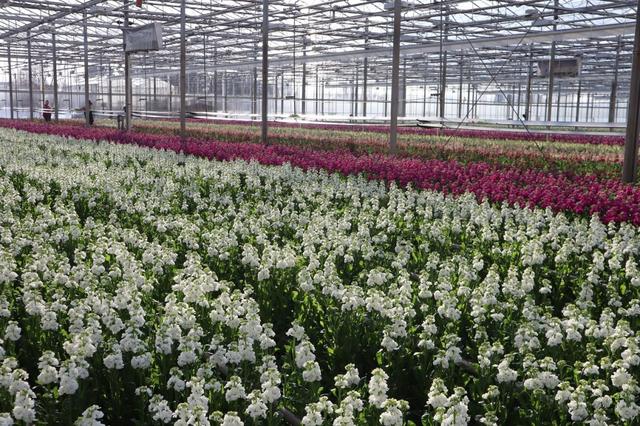 vacature-junior-teeltspecialist