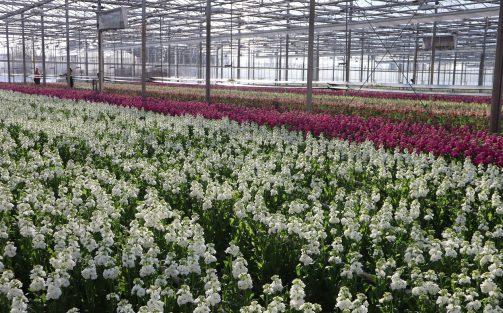 Vacature: Junior Teeltspecialist R&D (fulltime)