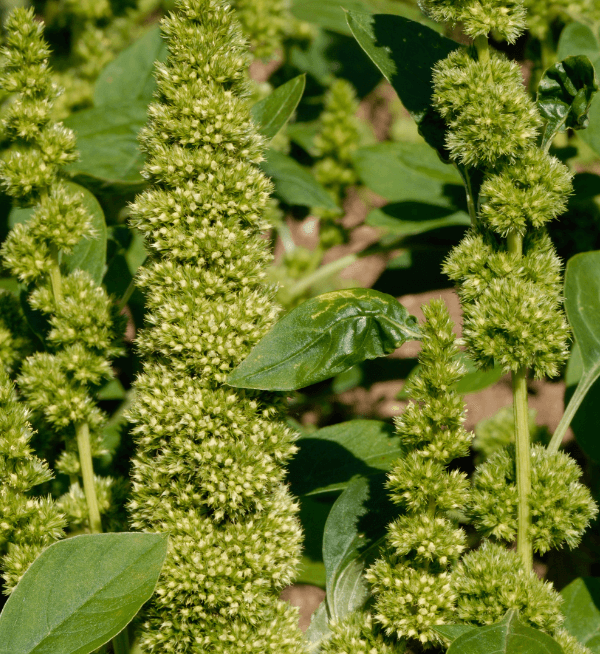 Amaranthus hypochondriacus Green Thumb