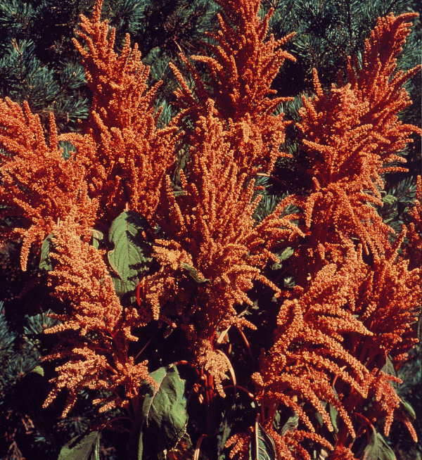 Amaranthus Hot Biscuits