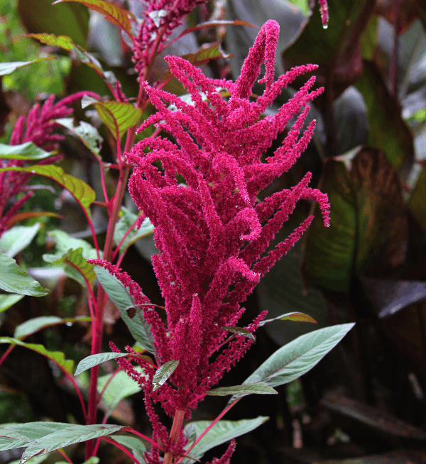 Amaranthus Pygmy Torch