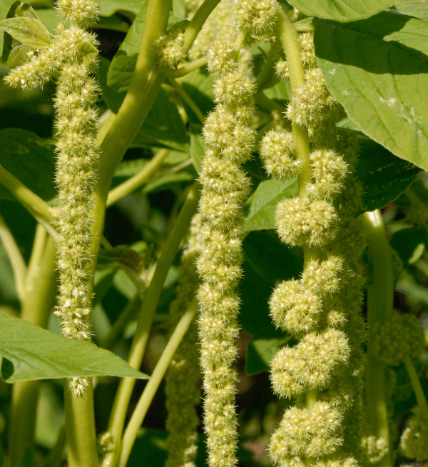 Amaranthus caudatus Viridis