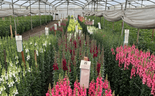 on-tour-bloeiproef-leeuwenbekken-in-de-sabana-van-bogota