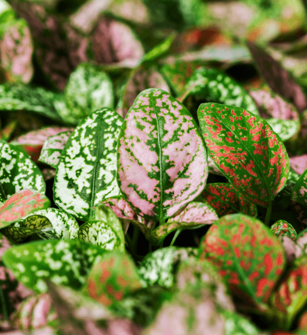 Hypoestes Coloratus® Mix