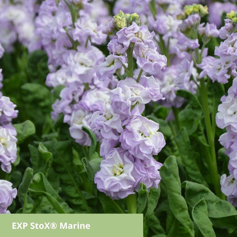 Matthiola: StoX<sup>®</sup> en Milla als blikvangers