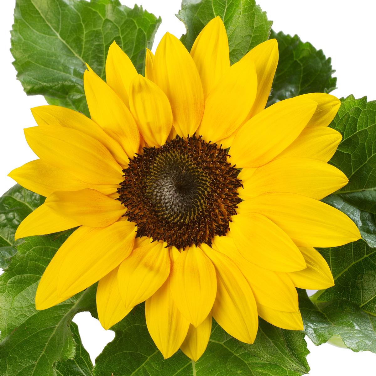 Sunsation<sup>®</sup> sunflower: Here comes the sun!