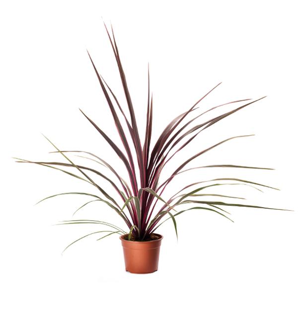 Cordyline australis Can Can
