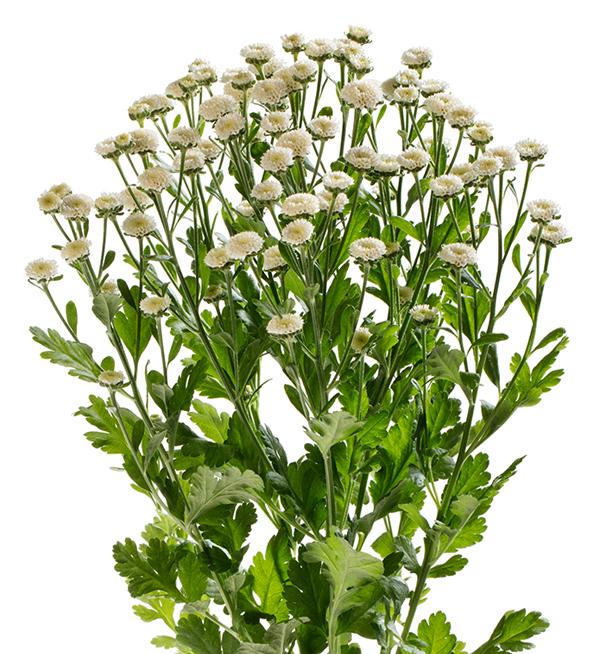 Tanacetum parthenium White Crown