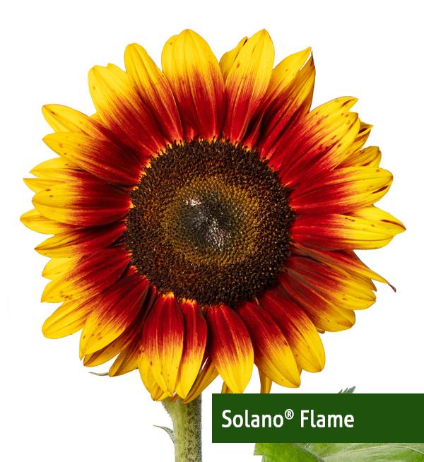 Helianthus annuus F1 Solano<sup>®</sup> Flame
