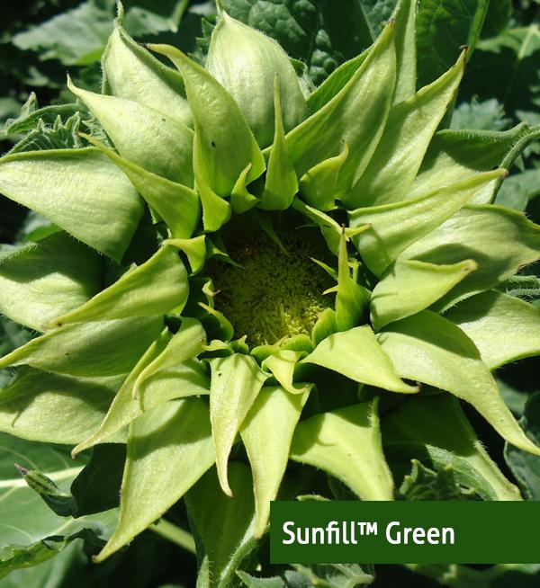 Helianthus annuus F1 SunFill™ Green