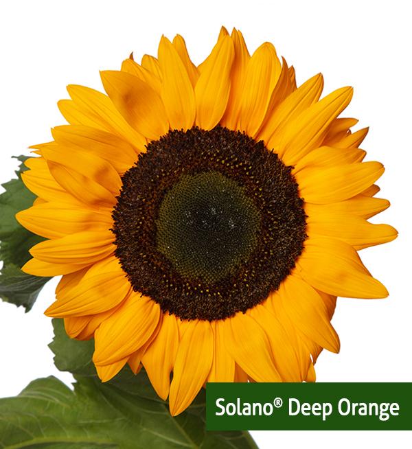 Helianthus annuus F1 Solano<sup>®</sup> Deep Orange