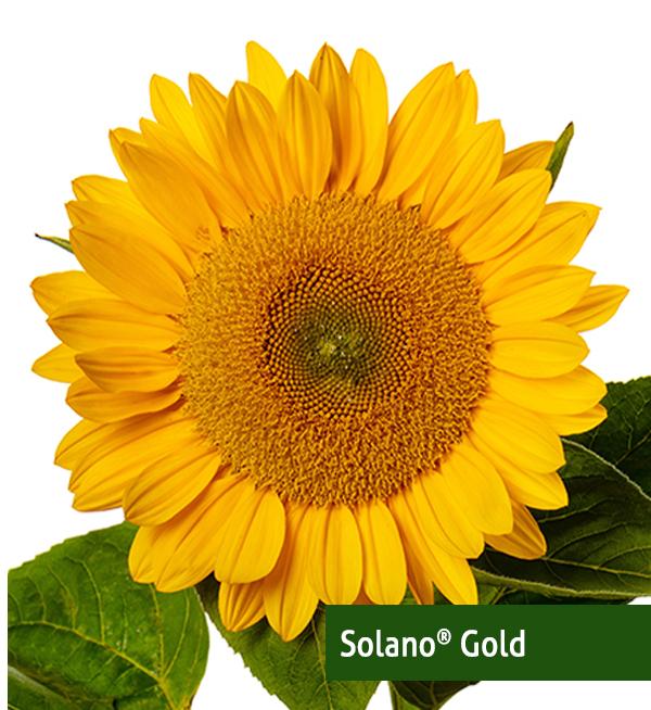 Helianthus annuus F1 Solano<sup>®</sup> Gold