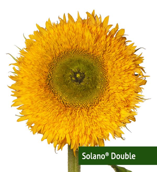 Helianthus annuus F1 Solano<sup>®</sup> Double