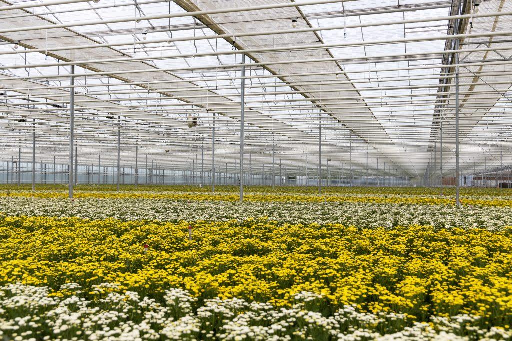 ON TOUR: Tanacetum from greenhouse to vase