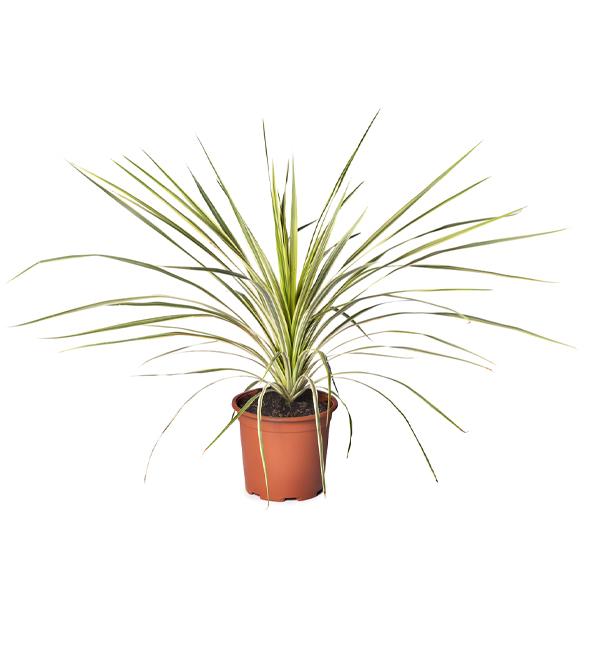 Cordyline Lime Passion