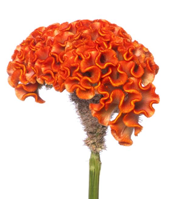 Celosia argentea cristata Act Zara (Orange)
