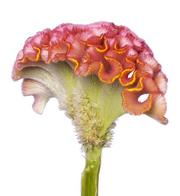 Celosia argentea cristata Act Ziva (Pink)