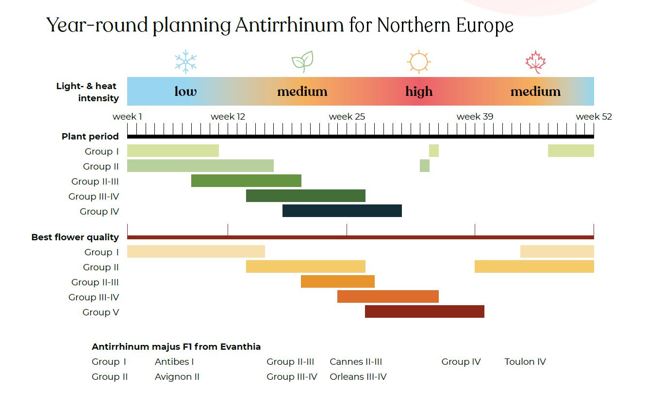 Jaarrond planning Antirrhinum voor Noord Europese klimaatomstandigheden