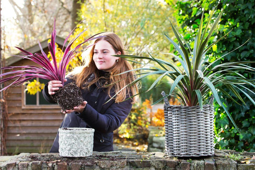 Cool chances with Cordyline