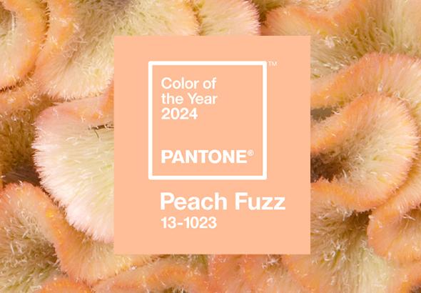 Peach Fuzz • Pantone Colour of the Year 2024