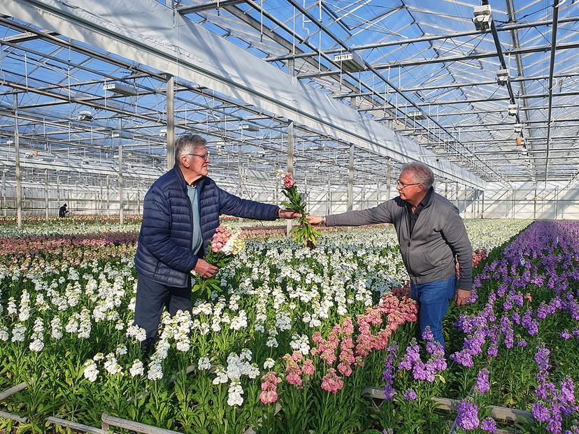Flower arranger Piet van de Burg and crop advisor Leo Boers (Evanthia) select the Matthiola StoX<sup>®</sup> varieties in the greenhouses of FlowerXL