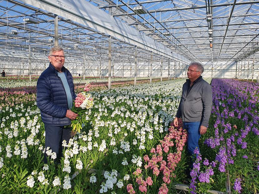 Flower arranger Piet van de Burg and crop advisor Leo Boers (Evanthia) select the Matthiola StoX<sup>®</sup> varieties in the greenhouses of FlowerXL