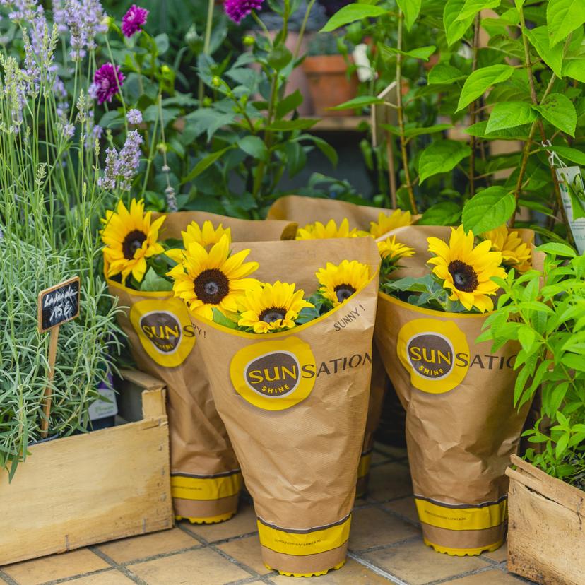 Sunsation<sup>®</sup> potted sunflowers