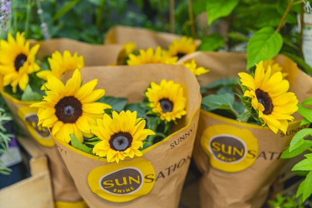 SUNNY NEWS! Sunsation<sup>®</sup> potted sunflower season begins!